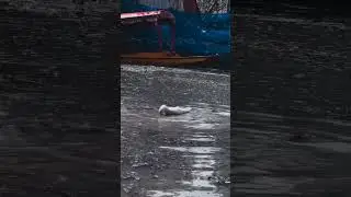 dal lake🤍 Kashmir #shorts #viral #shottsvideos #kashmir #travel #dallake #shortsvideo #youtubeshorts