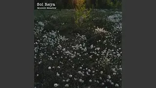 Moonlit Meadow