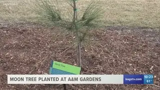 Moon tree commemorating Apollo 14 planted at Texas A&M