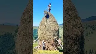 High-Stakes Harvesting: A Daughter&rsquo;s Balance on a Mountain of Hay