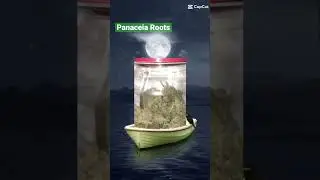 #cannabiseducation #descriminalizastf #panaceia #umdois #jardineiro
