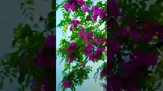 love song || love song #viralvideo #lovemusic #lovestatus #love #sonylover #whatsappstatus #popular