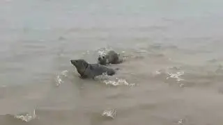Seal release on the Lincolnshire coast