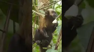 Macaco Prego - O Einstein da floresta! #shortsbrasil #shorts #macaco