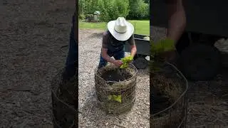 Growing Sweet Potatoes in a Tower and a bail of hay! Experiments on the homestead! #garden garden