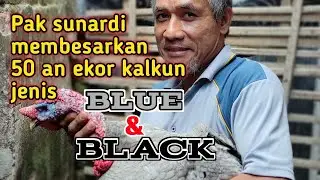 Pak sunardi memanfaatkan lahan sempit untuk pembesaran 50 ekor kalkun