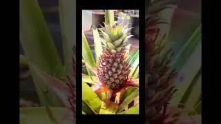 Pineapple growth in glimpse (Actually took 2 years to grow in my backyard)