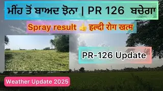ਮੀਂਹ ਤੋਂ ਬਾਅਦ PR 126 ਝੋਨਾ ਬਚੇਗਾ ? Haldi Rog Se छुटकारा 🎉 | Heavy Rain ने धान को नई टेंशन दी #shorts 
