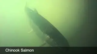 Salmon At Warm Springs Hatchery