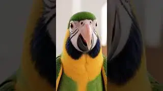 Bad mouth parrot, talking parrot, funny parrot, animal comedy, two parrots, dominance flip, censored