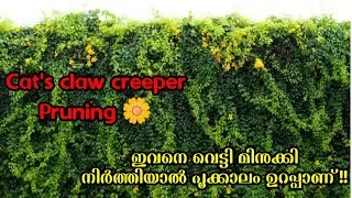 Cat's claw creeper Pruning and Plant care | പൂക്കൾ കൊണ്ട് ഒരു മതിൽ തീർക്കാം...