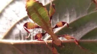 Leaf insect nymph. Care advice( in depth)