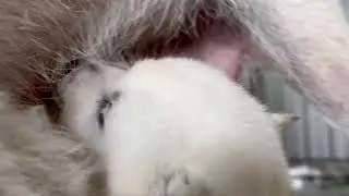 Kishu dog puppies