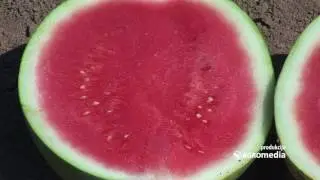 Ovo je najveći proizvođač lubenica u Srbiji