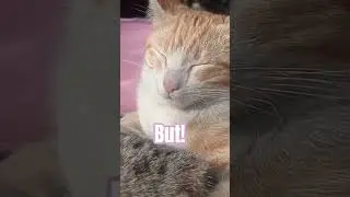 Забавный вопрос от очаровательного кота. Уморительная реакция кота.