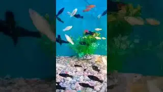 😍😍The ceremony of beauty makes the mind good #fish #fishlovers 😍😍