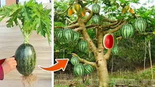 Best Method Graftin Papaya Tree With Watermelon tree | How to Grow Papaya tree and Watermelon