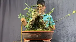 Mini Laurel Do Treo, Mini Hai Chau La Ri, Duoi Cot Ket Da Quai...