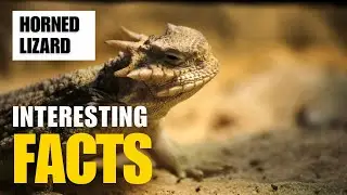Exploring the Fascinating World of Horned Lizard | Interesting Facts | The Beast World