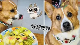 Episode14 of DD's eating show|ASMR|Cooking Fun|Healthy Meat Mash Veggie Wraps|Pet Parent DIY