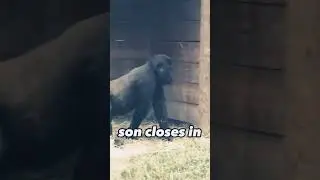 Hilarious Gorilla Father And Son Teasing 😛😛 #funny #viral #gorilla #hilariousmemes