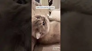 Cat reacts to crying🤣