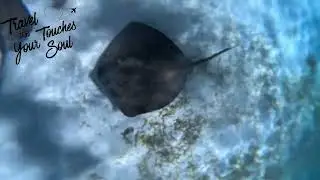 Belize snorkeling pt 2 the Manta Rays