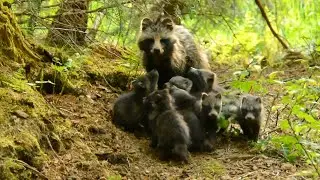 M&aring;rhund i Danmark/Raccoon dog in Denmark. Wild amazing experience  raccoon dog breastfeeding puppies