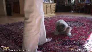 Clean or removes the PeePee | PetPeePee