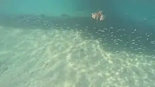 Red Sea lion fish 