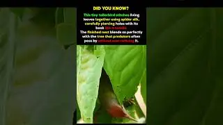 This Tiny Bird Builds a Nest Like a Master Engineer #shorts #usa
