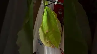 Making a Cigar for New Year celebration..can you all help subscribe to my channel please thank you