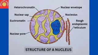  Nucleus Structure/ Easy / Step By Step / For High Class Students Of Biology