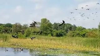 Canada geese precisely landing on narrow open water in a pond
