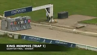 KING MEMPHIS (Trap 3) #GreyhoundDerby2024 Road to the Final