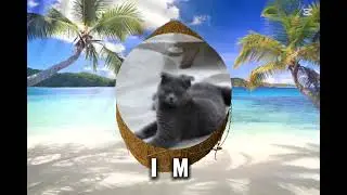 Coconut cat