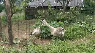 really loud chinese geese