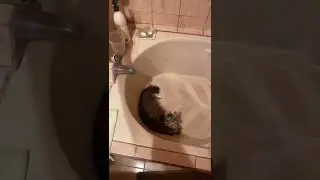 Not a fan of bath time! #shorts