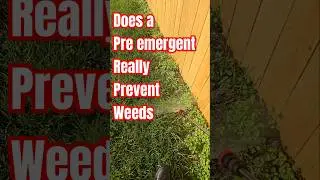 Does a Pre-emergent really prevent weeds from growing?
