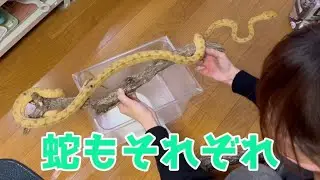 お蛇たちの体重測定＆メンテ！