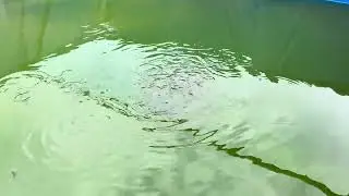 Fastest Grow Catfish fingerlings