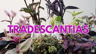 tradescantia cuidados y variedades CHUYITO JARDINERO