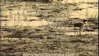 Little Ringed Plover (Charadrius dubius)