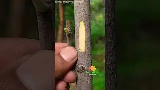 Budding mulberry in agust -ultra technique Budding tree for beginners #grafting #suhring