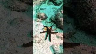 Starfish and Nudi Branch  #encounter #marinelife #travel #fish #amazing