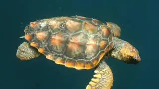 The 2030 EU Biodiversity Strategy: Protected Areas