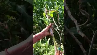 spiral ginger plant ! #viral #youtubeshorts #shortvideo #trending #shortfeed