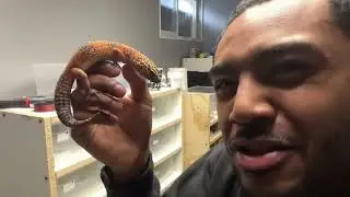 Leopard Gecko! &ldquo;Gecko Genetics&rdquo; line project update