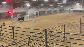 1st Place Run (Open cattle) at the 2023 Cache Valley Classic Stock Dog Trial