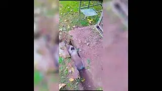Cute Rabbits Playing 😍 Beautiful Rabbits | Guria's World